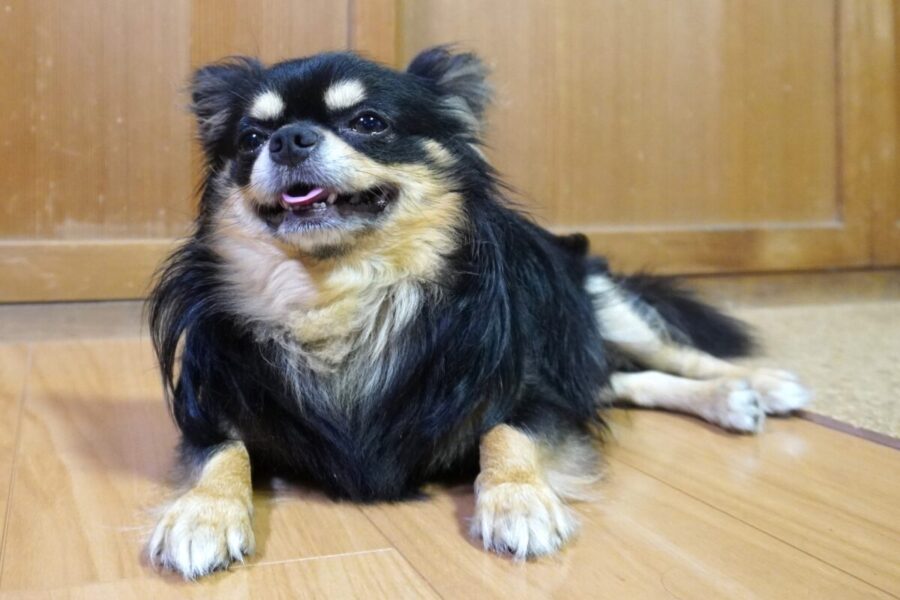 新鮮な食材