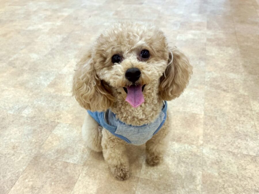 子犬たち